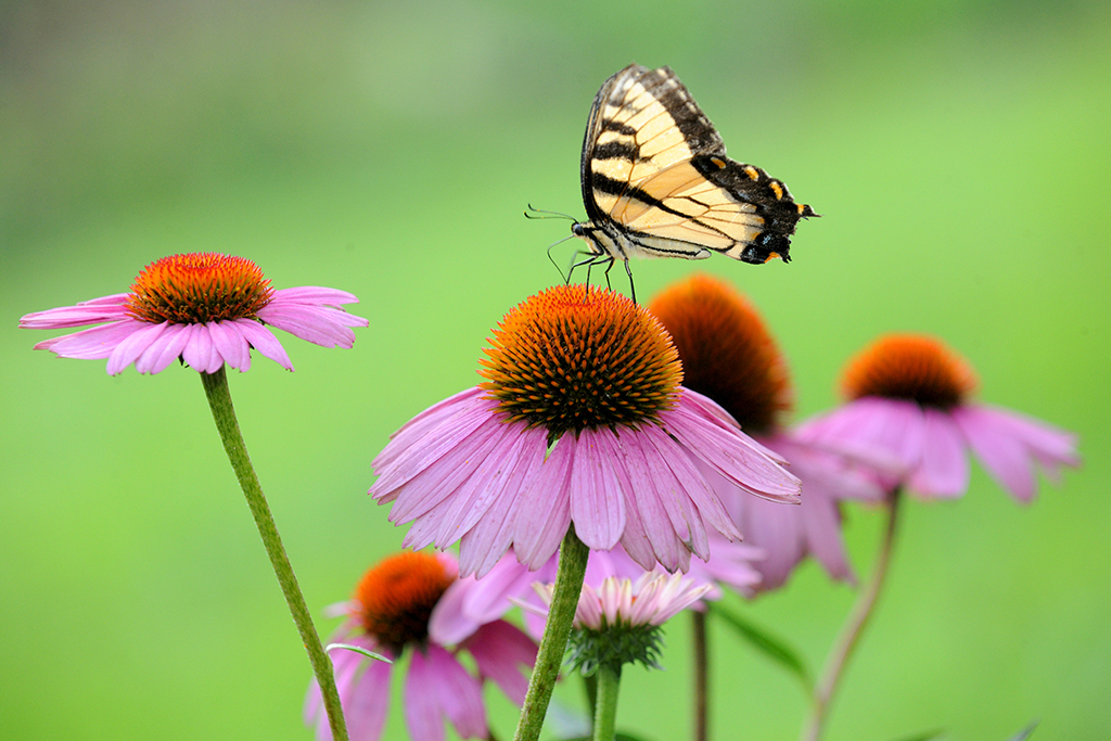 Echinacea